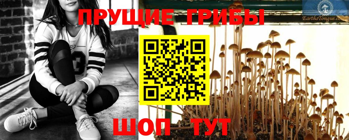 Усть-Кут  Псилоцибиновые грибы Cubensis  Вход с VPN  Псилоцибиновые грибы Magic Shrooms 